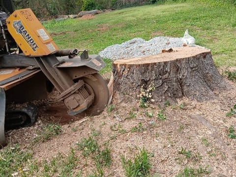 Professional stump grinding machine removing tree stump in residential yard